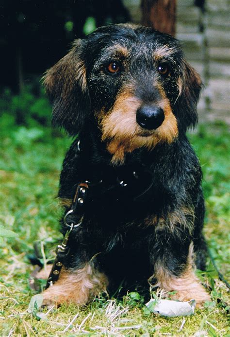 The wire haired dachshund is a brave, intelligent dog with plenty of muscle! Rabbit Dachshund Wire-haired Breed Information: History ...