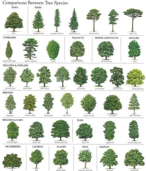 Identifying Native Trees Tree Identification Trees To Plant Plants
