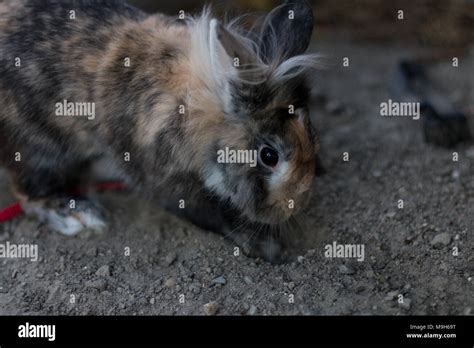 Cute Dwarf Rabbit Digging A Hole Outdoors Stock Photo Alamy