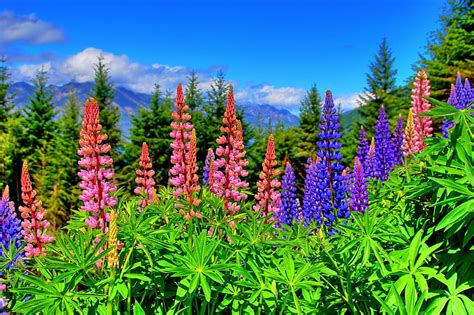 Lupins From New Zealnd Lupin Wild Flowers Enchanting Nature Places