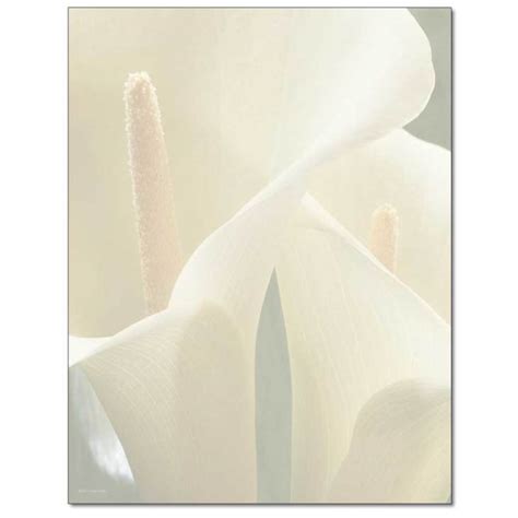 Buy White Calla Lilies Letterhead The Image Shop