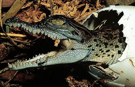 Saltwater Crocodile Crocodilus Porosus Central Palawan Philippines