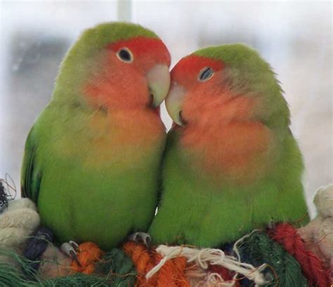 Tollyupdate Love Birds