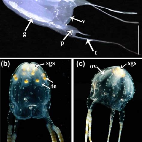 Pdf Gonadal Histology Of Box Jellyfish Cnidaria Cubozoa Reveals