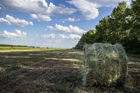 Fresh Hay On The Field Hay Harvesting For Cattle In Siberia Russia