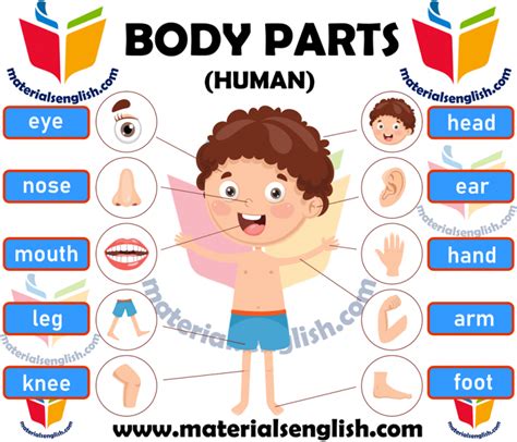 Human Body Parts In English Materials For Learning English