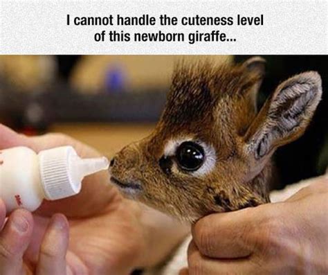 Newborn Giraffe Pictures Photos And Images For Facebook Tumblr