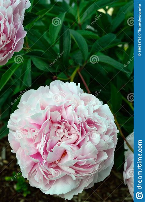 Pink Peony Bush In The Garden Paeonia Vertical Stock Photo Image Of