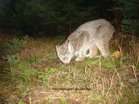 Find bobcat animal from a vast selection of stamps. Wild Cats In Maine