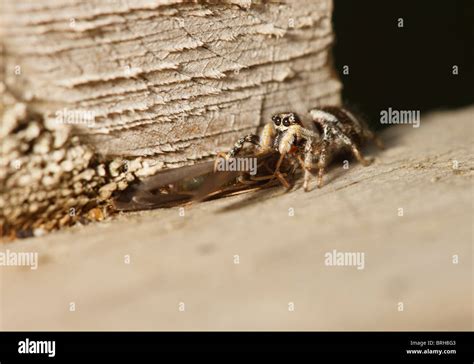 Cebras saltando Spider matar y alimentarse de una mosca Caddis Fotografía de stock Alamy