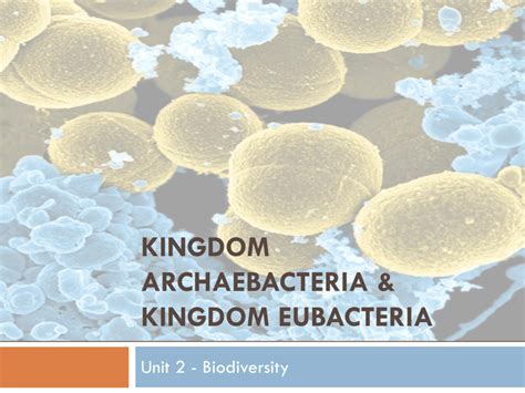 Archaebacteria Kingdom Organisms