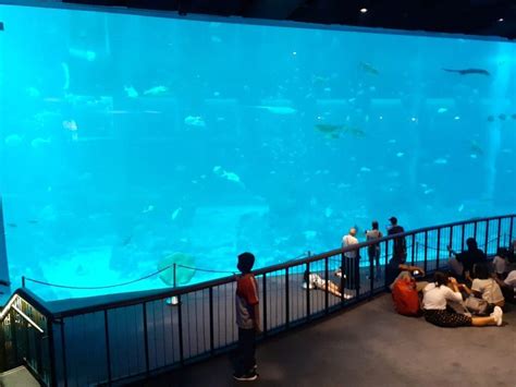 Crazy Sea Aquarium Blog Singapore 2023 Review And Guide