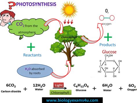 🎉 Two Raw Materials Of Photosynthesis What Are Two Raw Materials