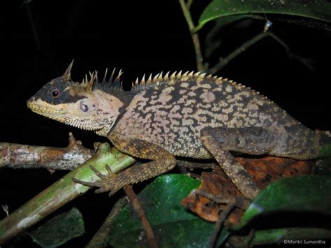 Photos Of Strange New Species Recently Discovered In Greater Mekong