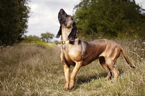 The Bavarian Mountain Scenthound Dog Breed Doodles Daily