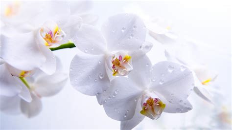 Wallpaper Orchid, 5k, 4k wallpaper, flowers, macro, white, Nature #5314
