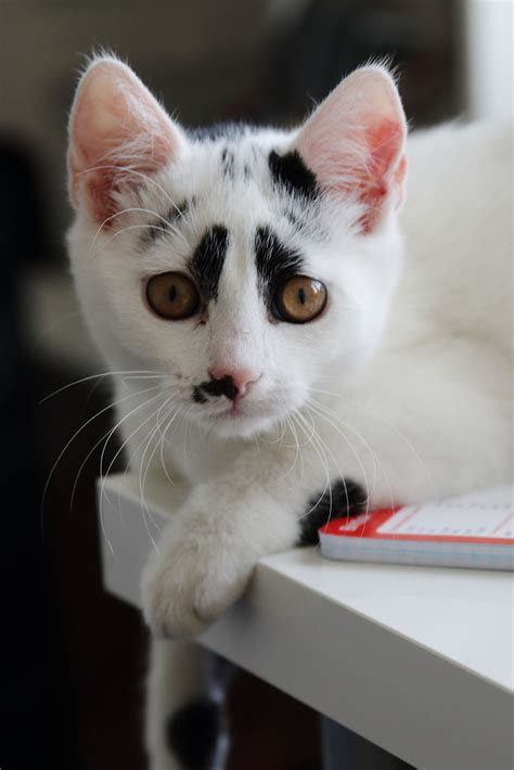 I Adopted A Cat With Funny Markings Bored Panda