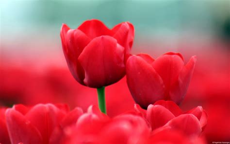 Red Tulips Wallpaper ·① Wallpapertag