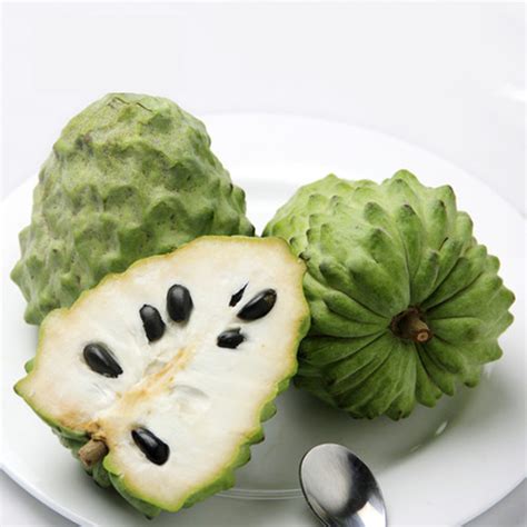 Its because some big corporation want to make back their money spent on years of research by trying to make a synthetic version of it for sale. 20 Pcs SOURSOP SEEDS Graviola Guanabana Annona muricata ...