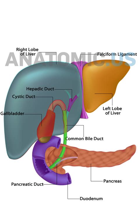 Liver Gallbladder Pancreas Anatomy Flashcards