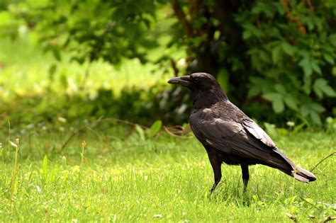 Wallpaper Id 1799654 Raven Bird Looking Nature Animal Wildlife