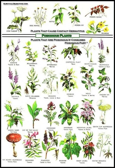 North American Plants Chart