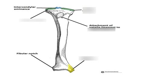 Appendicular Skeleton Lower Extremity Tibia Diagram Quizlet