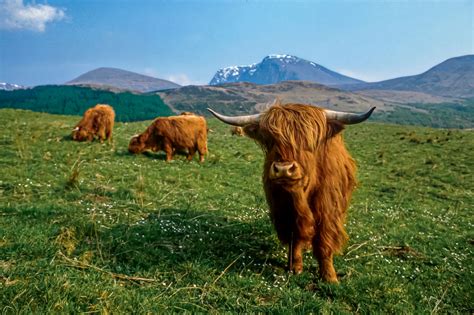 Where To See Highland Cows In Scotland Visitscotland