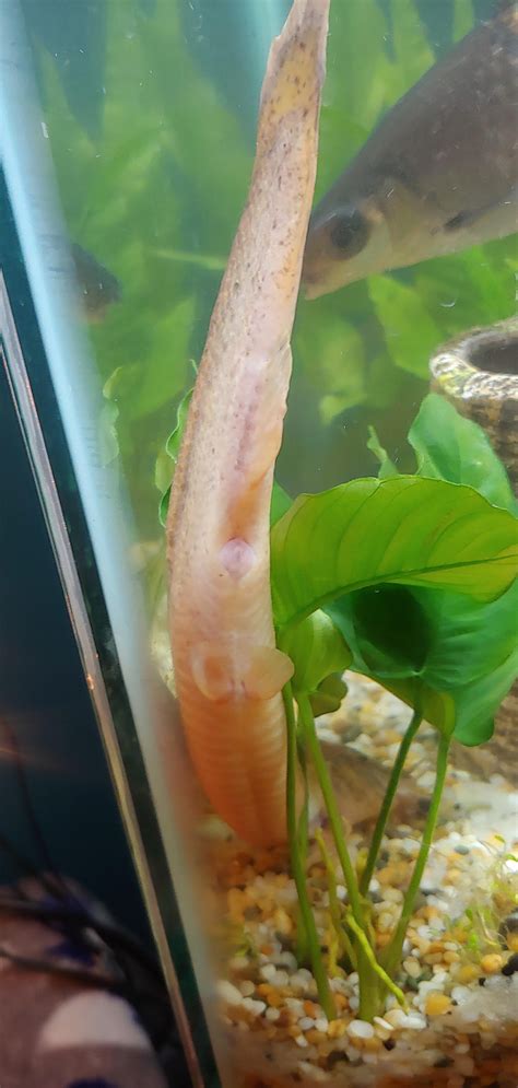 Gender For My Dojo Loach Rloaches