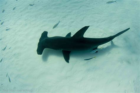 Hammerhead Shark Photos From “exhilarating” Dive National Geographic Blog