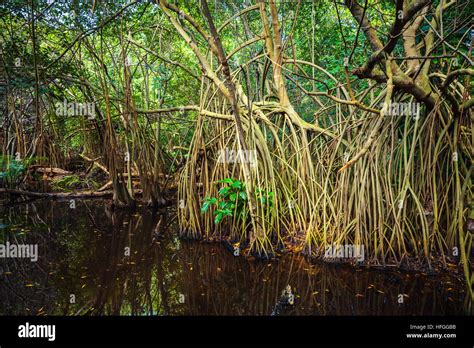 Wild Tropical Forest Landscape Mangrove Trees Growing In The Water