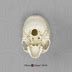 Human Male Skulls African Asian And European Half Scale Set Bone Clones Inc