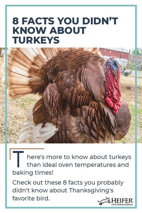 8 Facts About Turkeys Turkey Facts Facts You Didnt Know Heifer