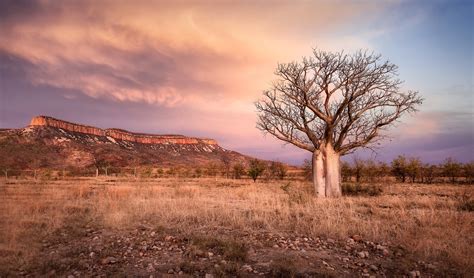 How Did The Iconic Boab Tree Get To Australia