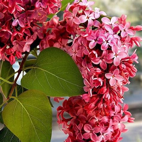 Red French Lilac Congo Syringa Vulgaris Changes Color 100 Seeds Etsy