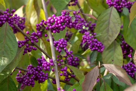 Clusters Of Pink Purple Berry Fruit Of Callicarpa Bodinieri Imperial