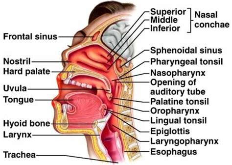 Oral Esophageal Diagram Human Anatomy And Physiology Physiology