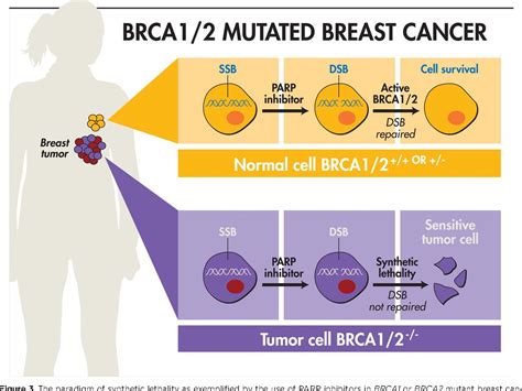 Figure 3 From Therapeutic Targeting Of Tumor Suppressor Genes