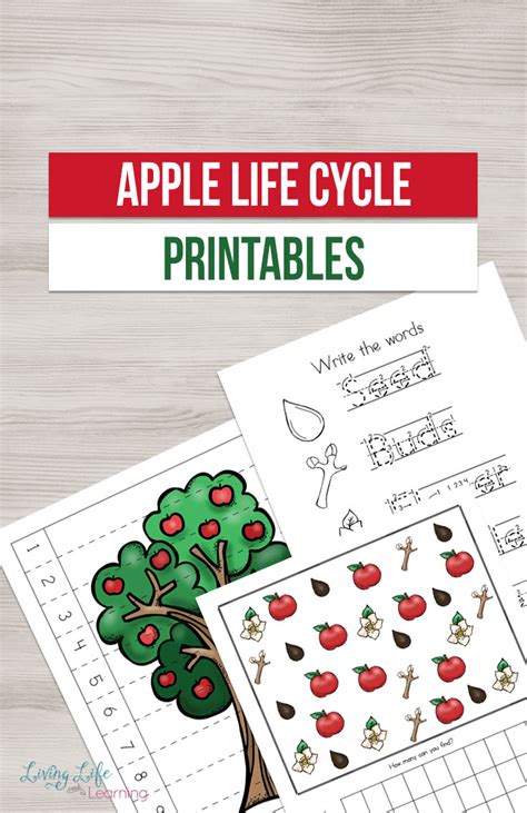 Learn about the life cycle of an apple with the apple tree life cycle worksheet. FREE Apple Life Cycle Printables | Free Homeschool Deals