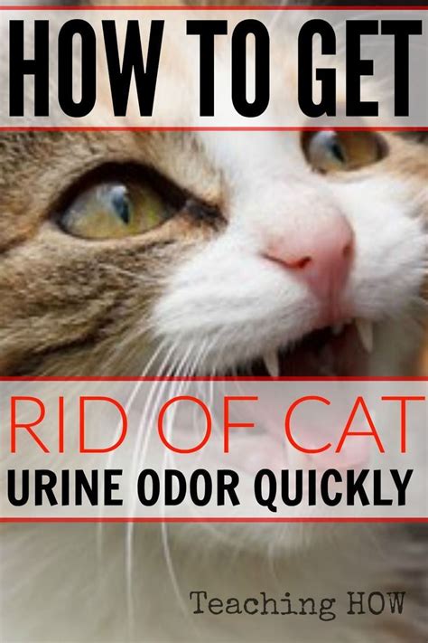 How to get rid of mouse urine smell in walls. How to get rid of cat urine odor quickly! Because for how ...