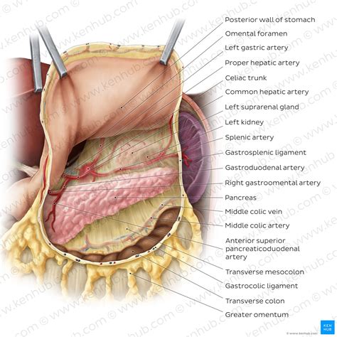Peritoneum And Peritoneal Cavity Anatomy And Function Kenhub