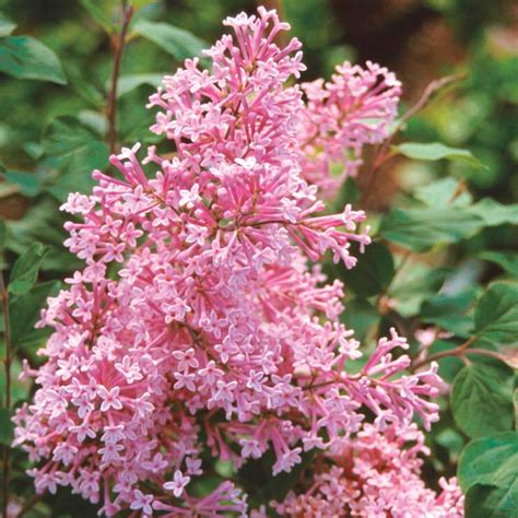 Planting Lilac Bushes And How To Grow Them The Garden Glove