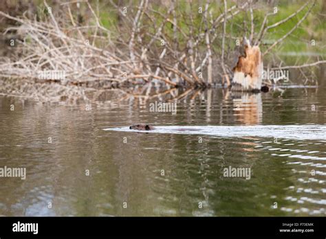A Beaver Swimming Through A Beaver Pond On Its Way To Work On Its Dam