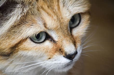 Maybe you would like to learn more about one of these? Gorgeous Sand Cat | Sand cat, Cats, Sand