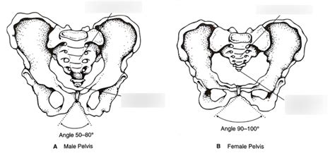 Differences Of A Male And Female Pelvis Parts Diagram Quizlet
