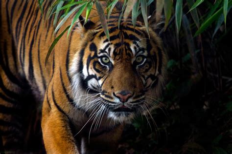 Until recently, the sunda clouded. Tigers: The Largest Cats in the World | Live Science