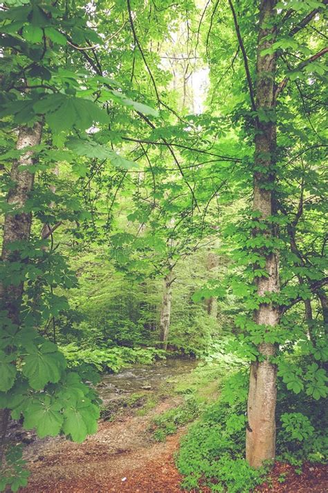 Path Through A Spring Forest Nature Green Fresh Background Stock Image