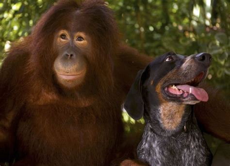 The Animal Odd Couples That Will Melt Your Heart Odd Animal Couples