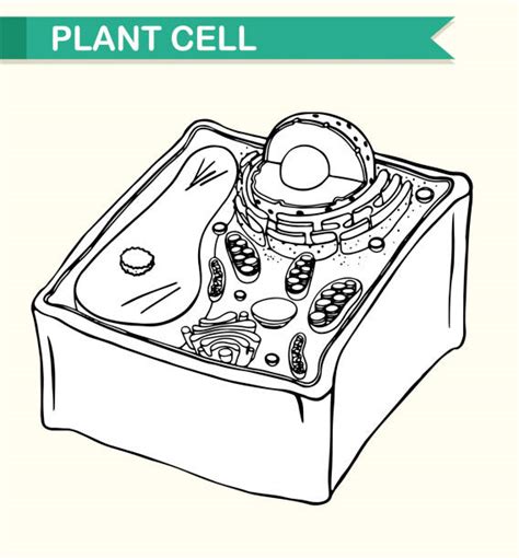 Plant Cell Cell Membrane Illustrations Royalty Free Vector Graphics