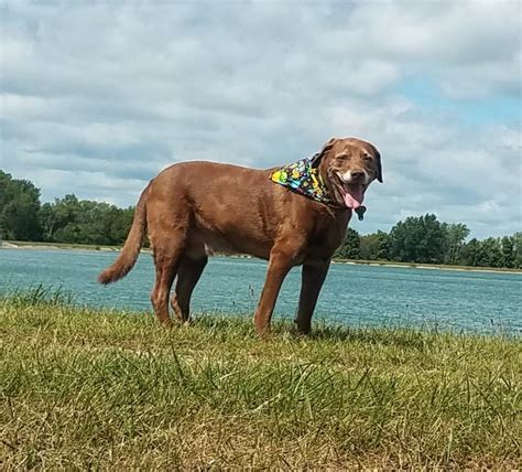 Local Dog Still Beating Cancer One Year Later Crawford County Now